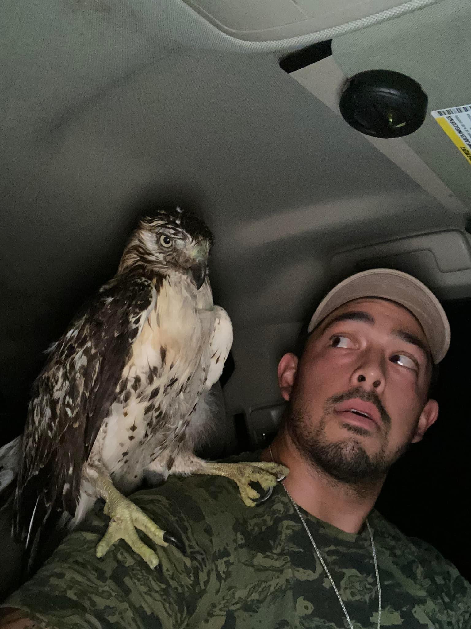 Animal removal in Dallas-Fort Worth - Wildlife control specialist safely rescuing and transporting a hawk found indoors, ensuring its safe release back into the wild.